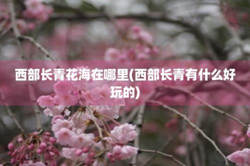 西部长青花海在哪里(西部长青有什么好玩的)