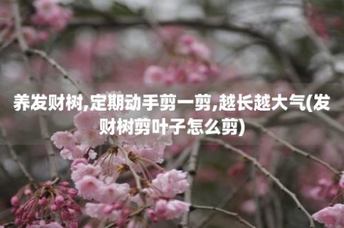 养发财树,定期动手剪一剪,越长越大气(发财树剪叶子怎么剪)