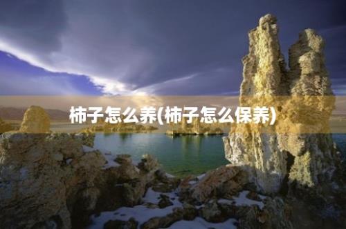 柿子怎么养(柿子怎么保养)