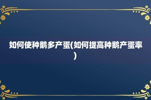 如何使种鹅多产蛋(如何提高种鹅产蛋率)