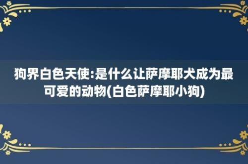 狗界白色天使:是什么让萨摩耶犬成为最可爱的动物(白色萨摩耶小狗)