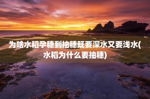 为啥水稻孕穗到抽穗既要深水又要浅水(水稻为什么要抽穗)