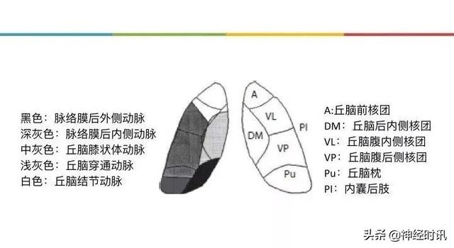 丘脑解剖结构图及功能（丘脑的解剖生理功能）(10)