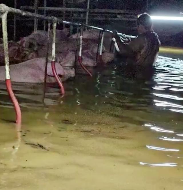 香港暴雨猪场上百头猪被冲走（养猪户称损失过百万）(3)