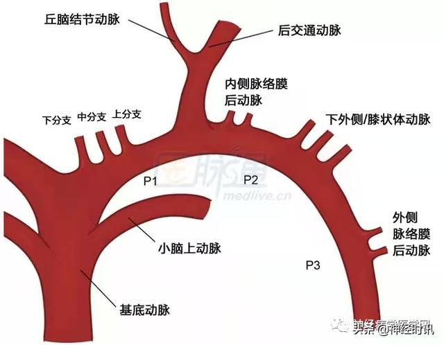 丘脑解剖结构图及功能（丘脑的解剖生理功能）(6)