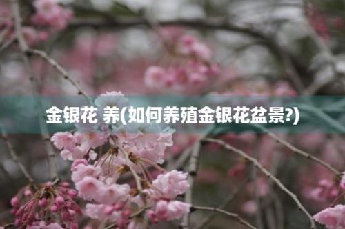 金银花 养(如何养殖金银花盆景?)