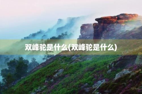 双峰驼是什么(双峰驼是什么)