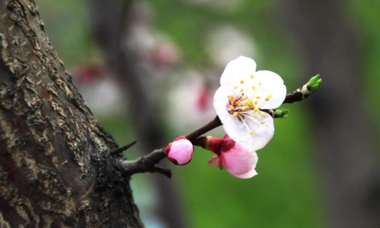 杏花在什么季节开花