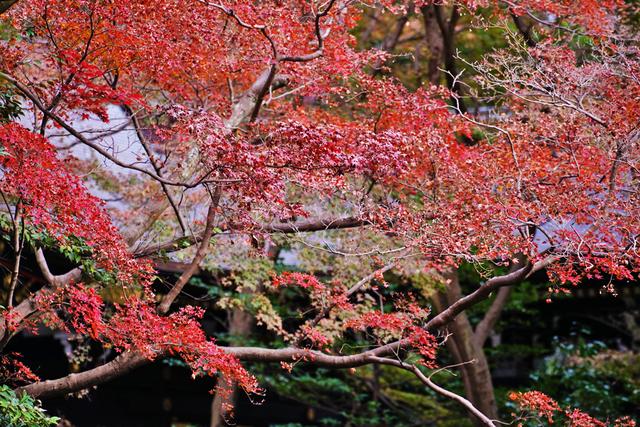 日本绝世舞姬貂蝉（貂蝉静御前为爱人的仇敌献舞）(5)