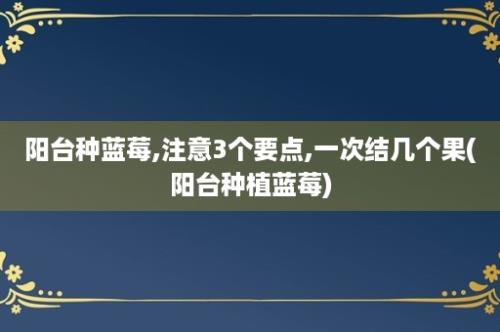 阳台种蓝莓,注意3个要点,一次结几个果(阳台种植蓝莓)