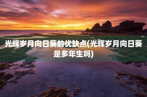 光辉岁月向日葵的优缺点(光辉岁月向日葵是多年生吗)