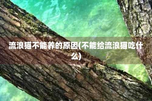 流浪猫不能养的原因(不能给流浪猫吃什么)