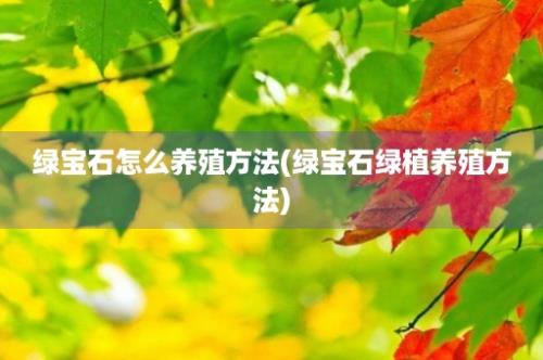 绿宝石怎么养殖方法(绿宝石绿植养殖方法)