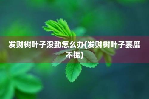 发财树叶子没劲怎么办(发财树叶子萎靡不振)