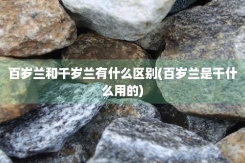 百岁兰和千岁兰有什么区别(百岁兰是干什么用的)