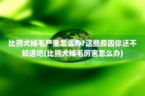 比熊犬掉毛严重怎么办?这些原因你还不知道吧(比熊犬掉毛厉害怎么办)