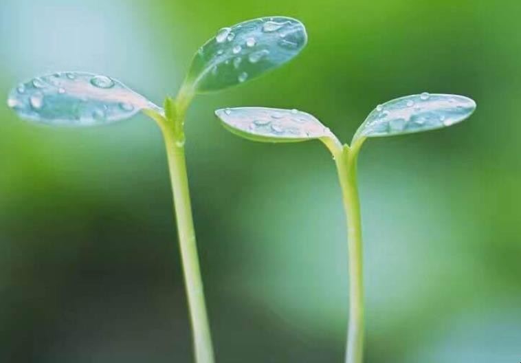 《立春偶成》