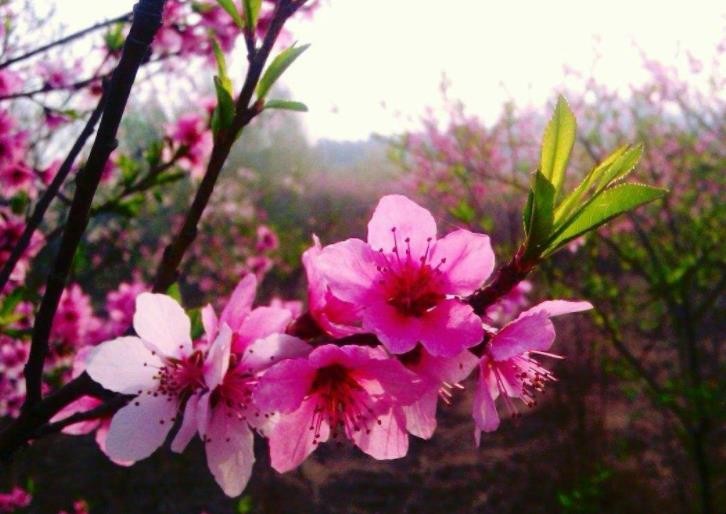 《三里桃花不及卿》