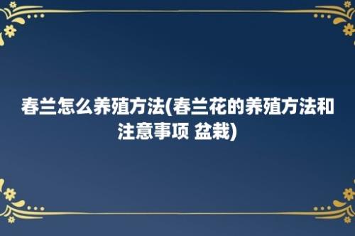 春兰怎么养殖方法(春兰花的养殖方法和注意事项 盆栽)