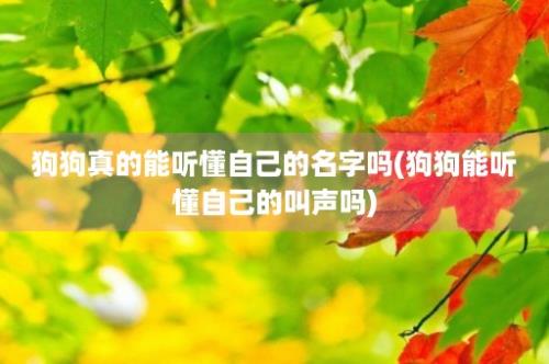 狗狗真的能听懂自己的名字吗(狗狗能听懂自己的叫声吗)