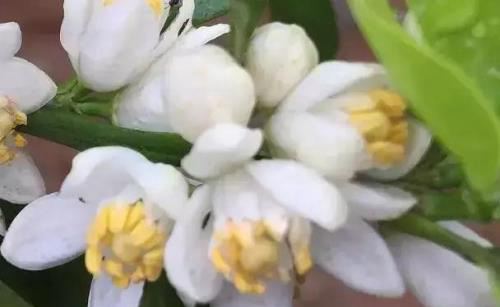 连续阴雨、采果偏迟，今年的柑橘花质堪忧！果农该如何壮花保花？