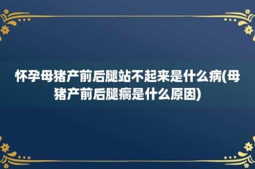 怀孕母猪产前后腿站不起来是什么病(母猪产前后腿瘸是什么原因)