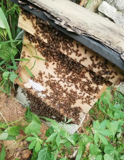 蜂王停止产卵，蜜蜂准备逃跑，这样做蜜蜂就不会逃跑了