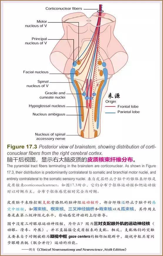 脑干内部超详细功能解剖图（内非颅神经核之）(2)
