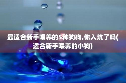 最适合新手喂养的5种狗狗,你入坑了吗(适合新手喂养的小狗)