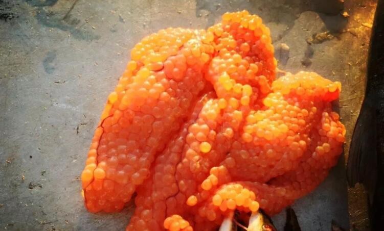 鱼籽的功效与禁忌是什么