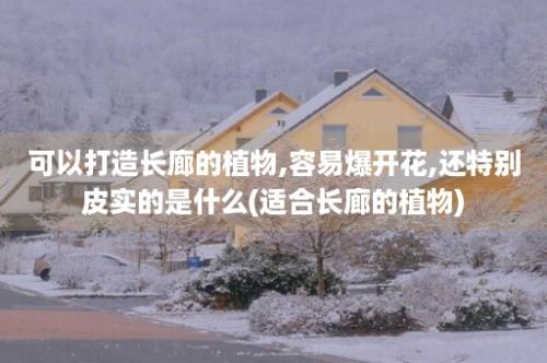 可以打造长廊的植物,容易爆开花,还特别皮实的是什么(适合长廊的植物)