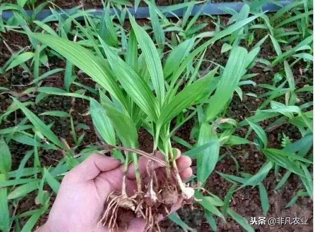 中药材白芨，种植前景怎么样 2018年市场行情如何 能不能赚钱（种植前景怎么样）(2)