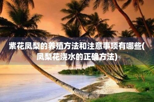 紫花凤梨的养殖方法和注意事项有哪些(凤梨花浇水的正确方法)