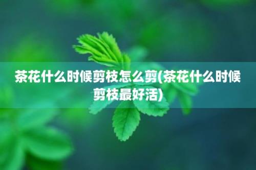 茶花什么时候剪枝怎么剪(茶花什么时候剪枝最好活)