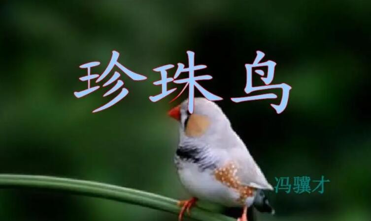 《珍珠鸟》主要内容是什么