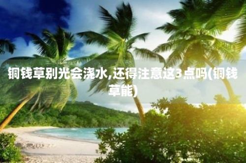 铜钱草别光会浇水,还得注意这3点吗(铜钱草能)