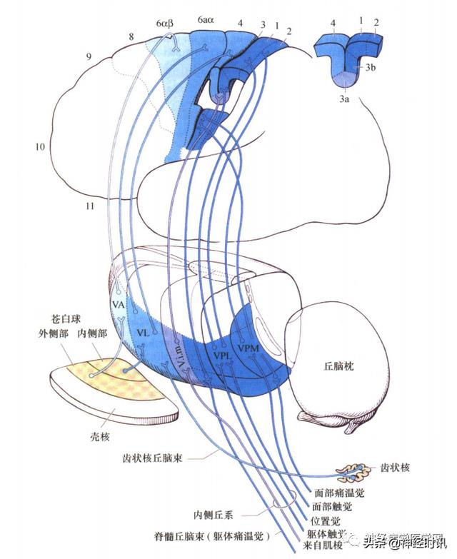 丘脑解剖结构图及功能（丘脑的解剖生理功能）(4)