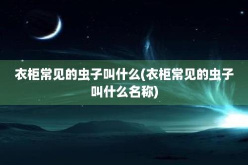 衣柜常见的虫子叫什么(衣柜常见的虫子叫什么名称)