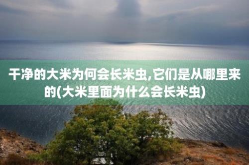 干净的大米为何会长米虫,它们是从哪里来的(大米里面为什么会长米虫)