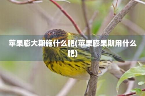 苹果膨大期施什么肥(苹果膨果期用什么肥)