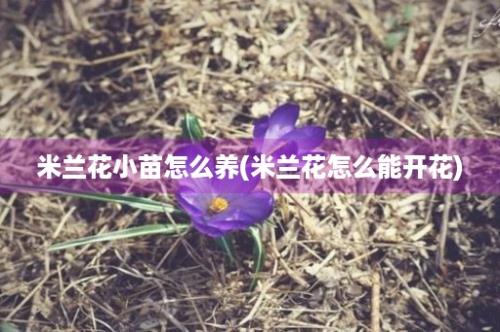 米兰花小苗怎么养(米兰花怎么能开花)