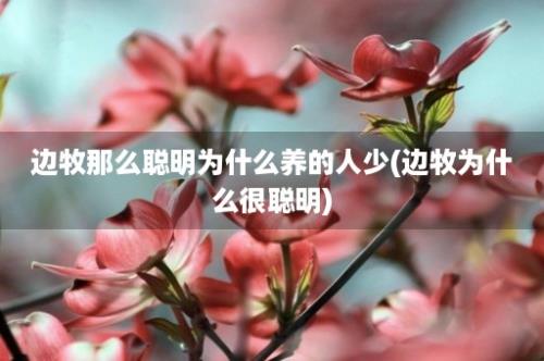 边牧那么聪明为什么养的人少(边牧为什么很聪明)