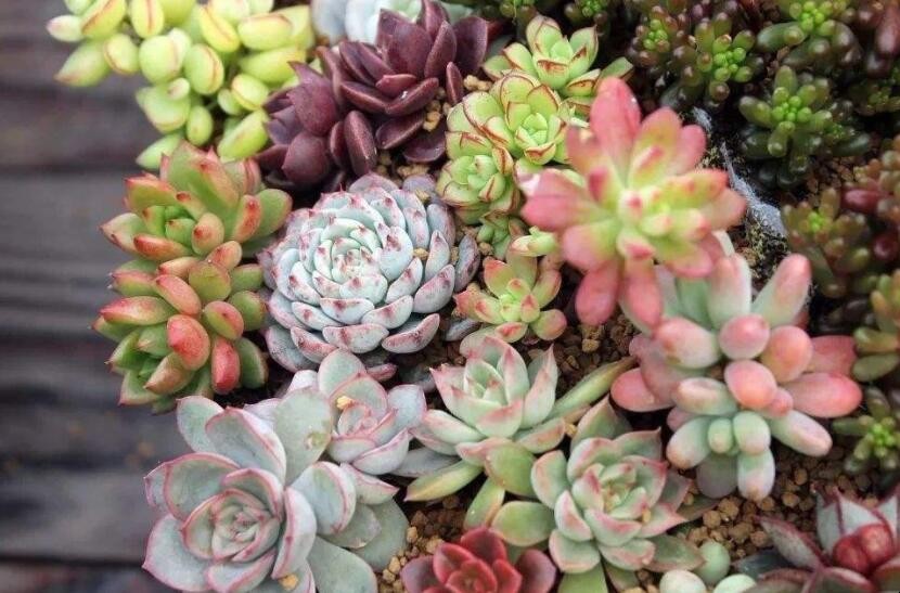 多肉植物
