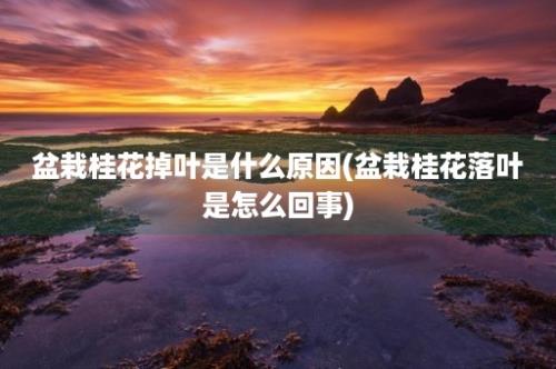 盆栽桂花掉叶是什么原因(盆栽桂花落叶是怎么回事)