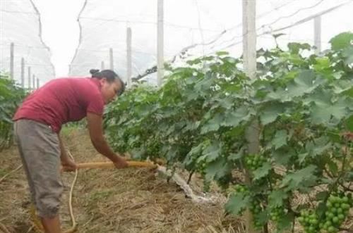 葡萄如何浇水能高产？落花后10天、浆果着色至关重要