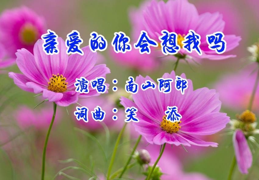 《亲爱的你在想我吗》