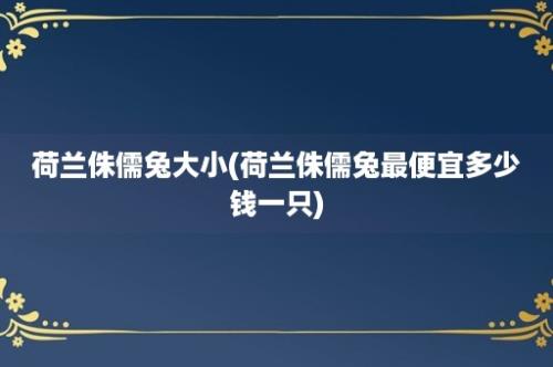 荷兰侏儒兔大小(荷兰侏儒兔最便宜多少钱一只)