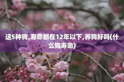 这5种狗,寿命都在12年以下,养狗好吗(什么狗寿命)