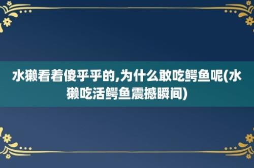 水獭看着傻乎乎的,为什么敢吃鳄鱼呢(水獭吃活鳄鱼震撼瞬间)