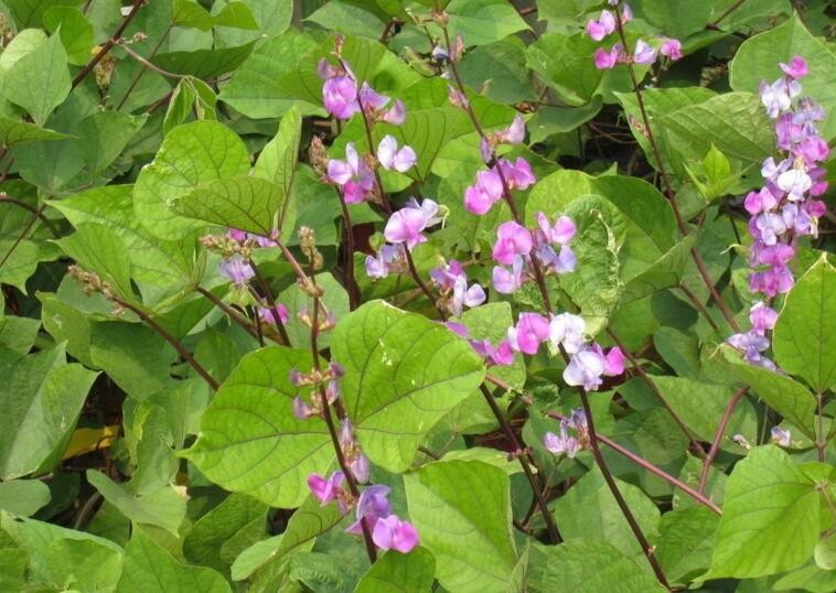 扁豆花期